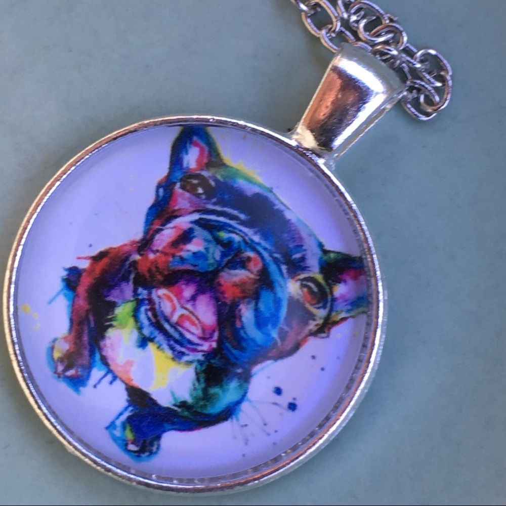 Colorful Boston terrier dog 🐕